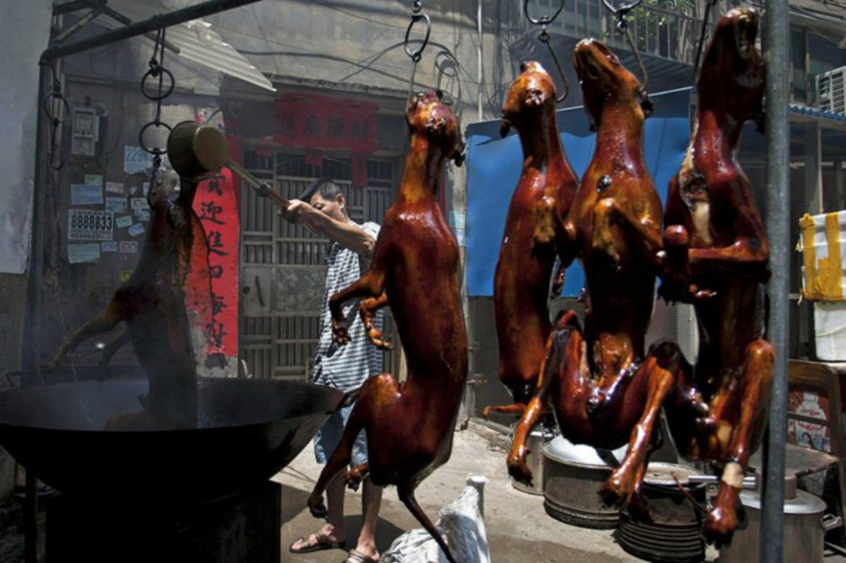 Empezó el controversial festival de carne de perro en China
