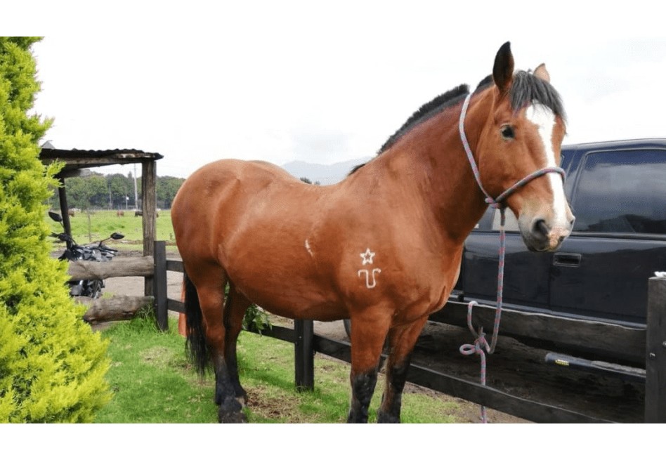 La historia de los caballos retirados de la Policía: así puede adoptar uno
