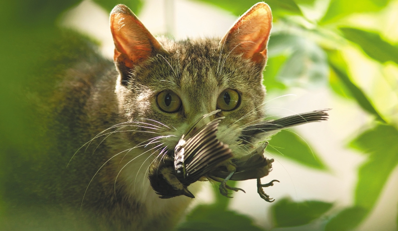 Los gatos que deambulan en Colombia cazan anualmente de 3 a 12 millones de aves
