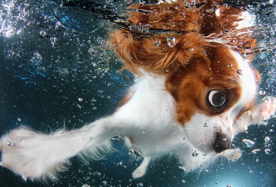 Este fotógrafo capta divertidas escenas de perros bajo el agua