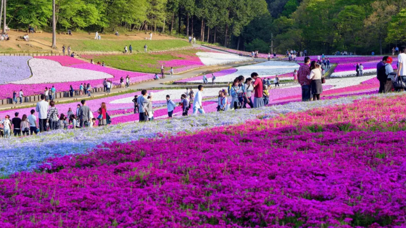 En el Festival Fuji Shibazakura, estos campos se organizan en patrones de color que, junto al imponente Monte Fuji, crean una de las postales más llamativas y efímeras de la temporada.