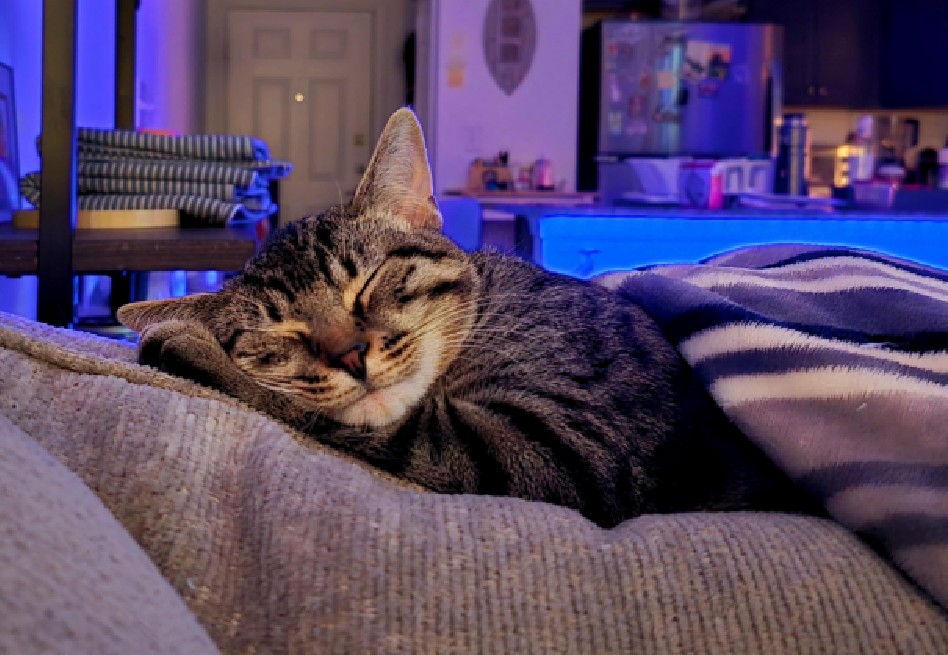 Así fue la primera noche de Jackson, un gatito rescatado, en su nuevo hogar