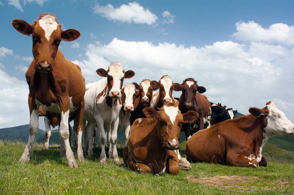 La paradoja de la tierra