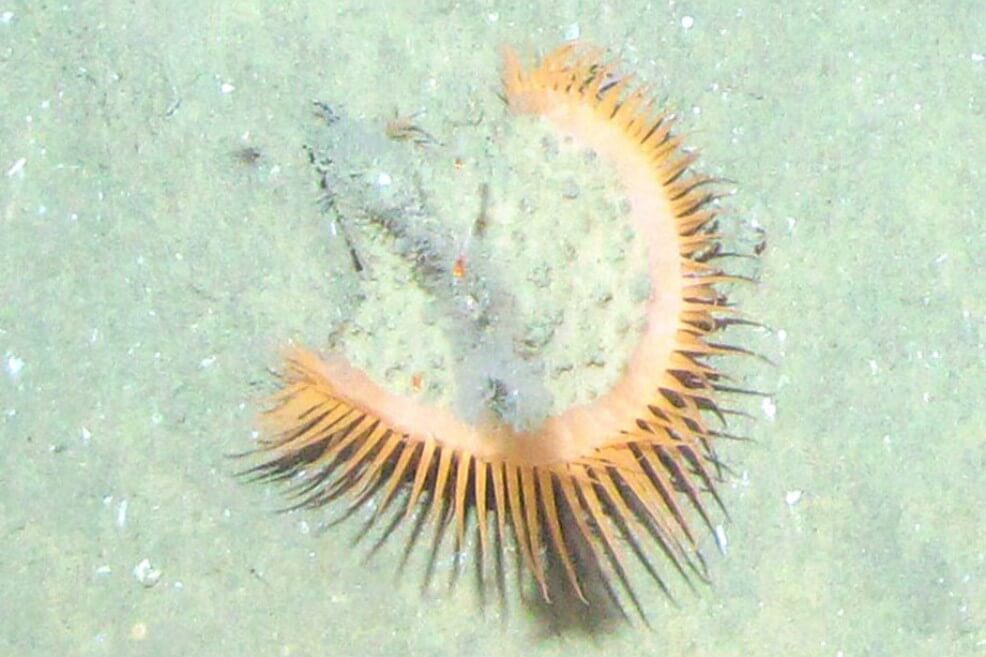 Cnidarios, extrañas criaturas del fondo de Colombia