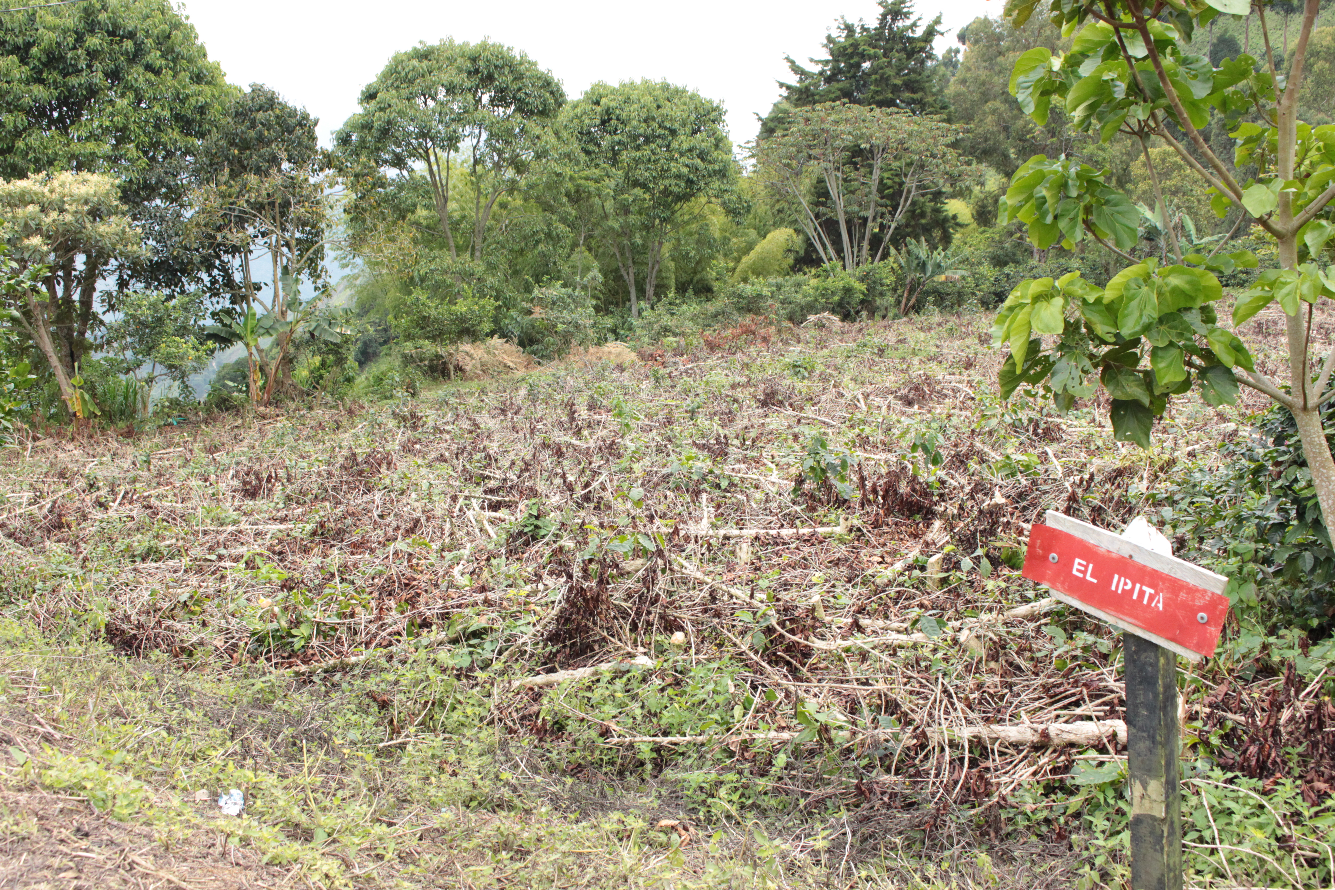 Proyectos productivos en Montebello, Antioquia