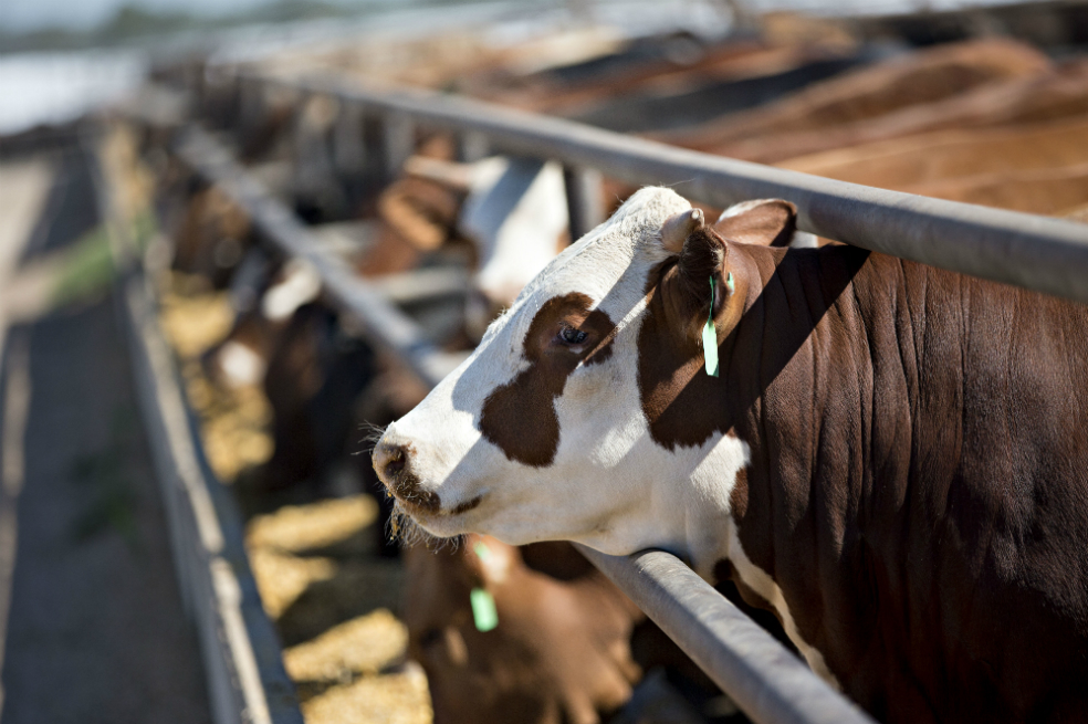 China restablece el proceso de admisibilidad de carne colombiana