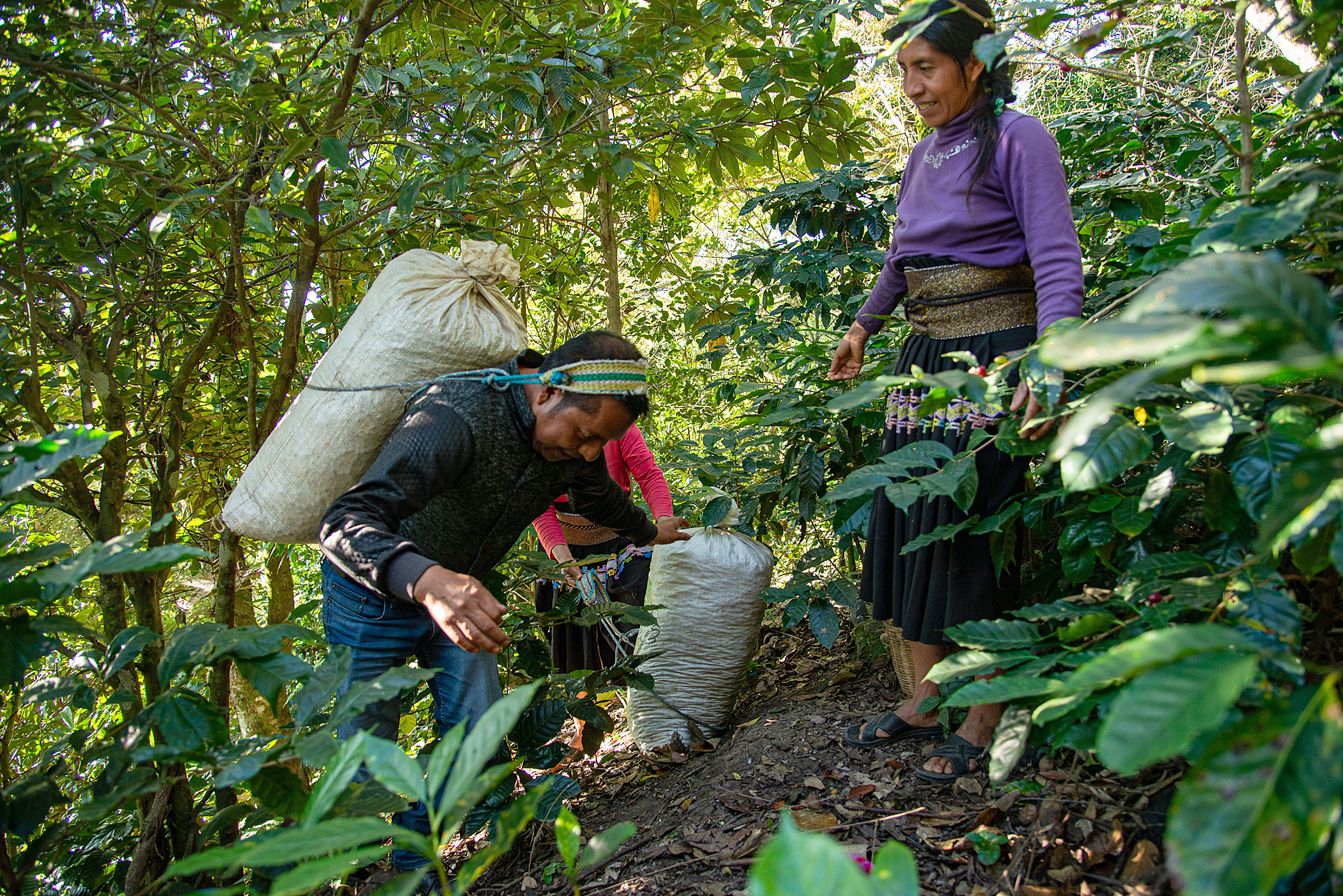 Costo de producir en Colombia volvió a subir: frutas, oro y café lideran repunte