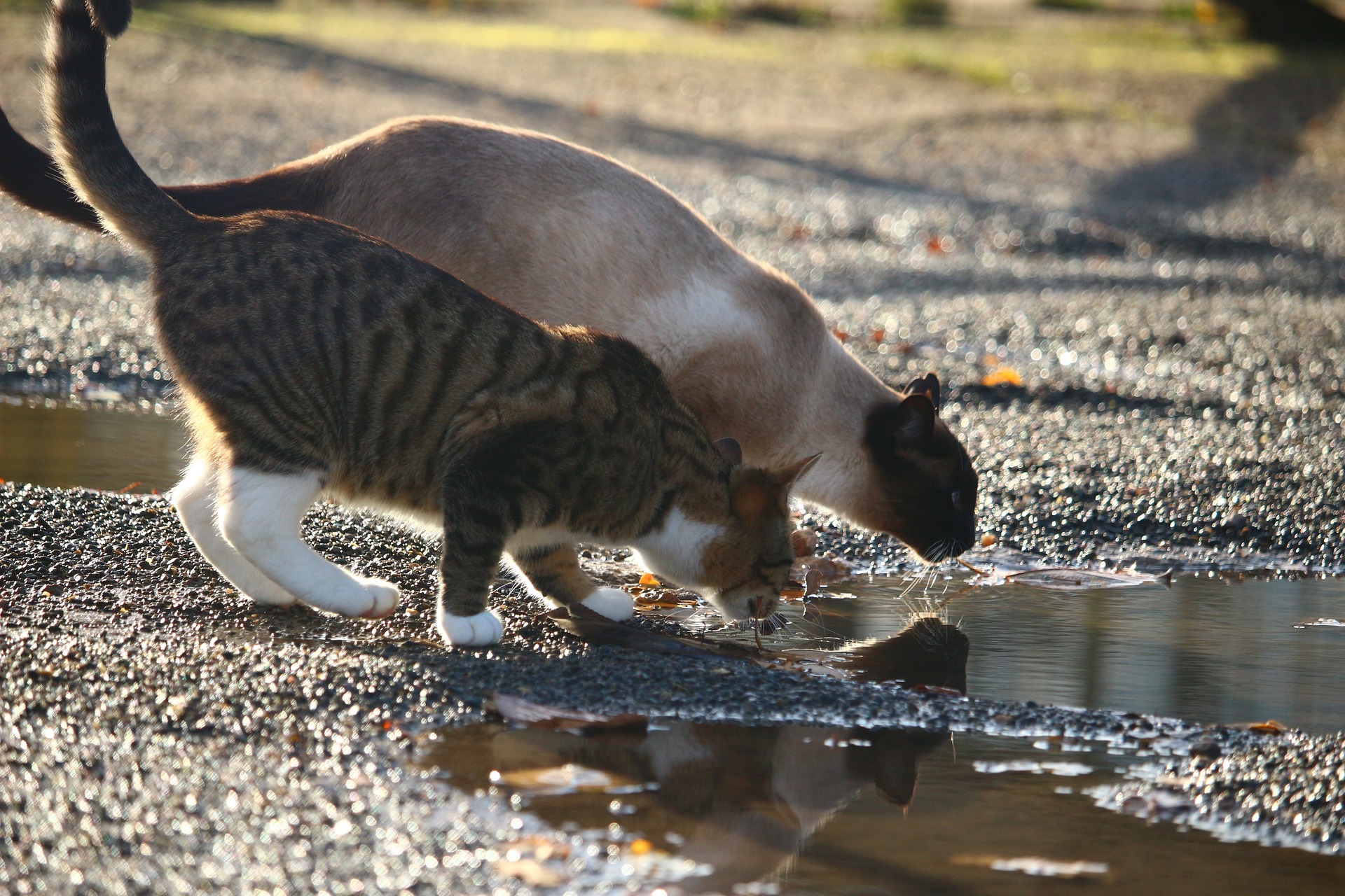 ¿Por qué algunos gatos odian el agua? La ciencia tiene una explicación