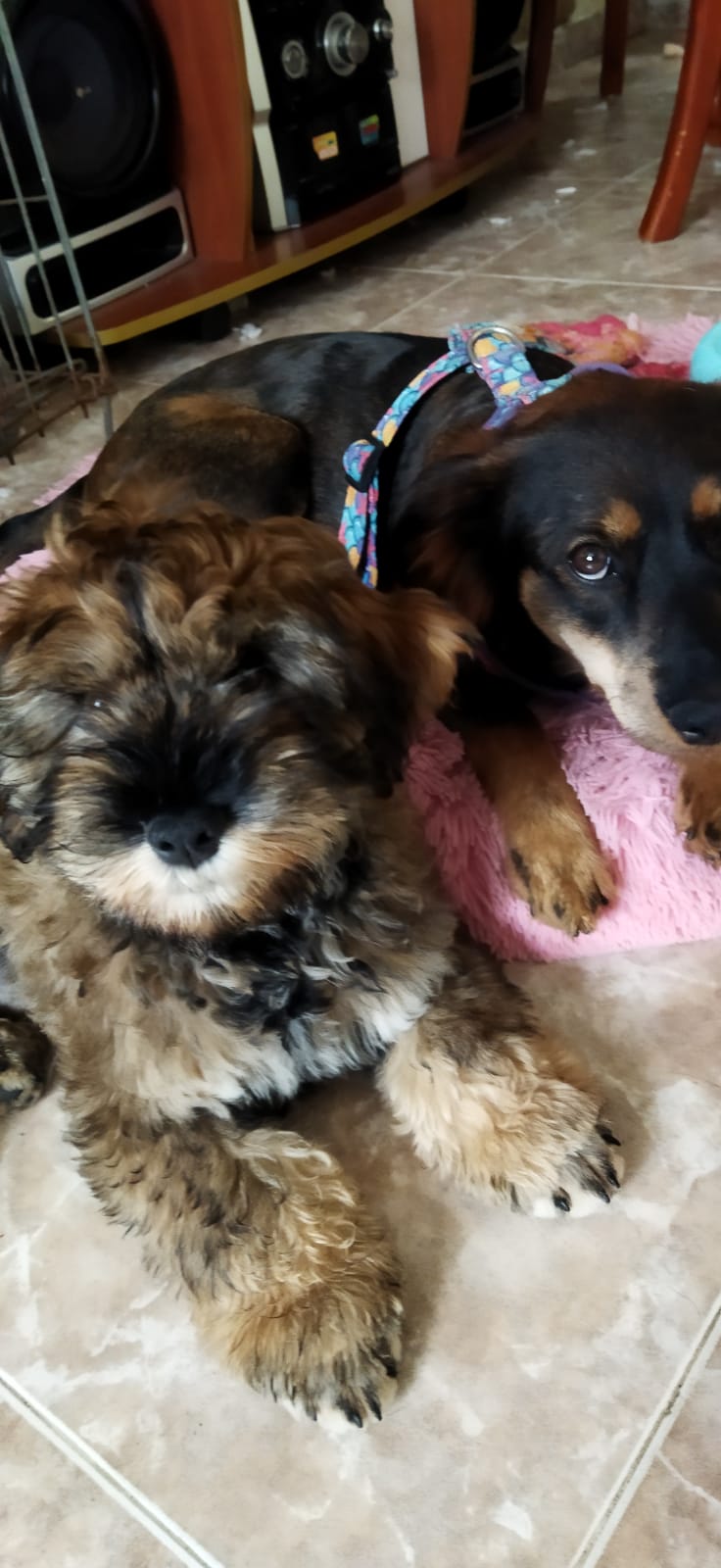 Maze y Doby