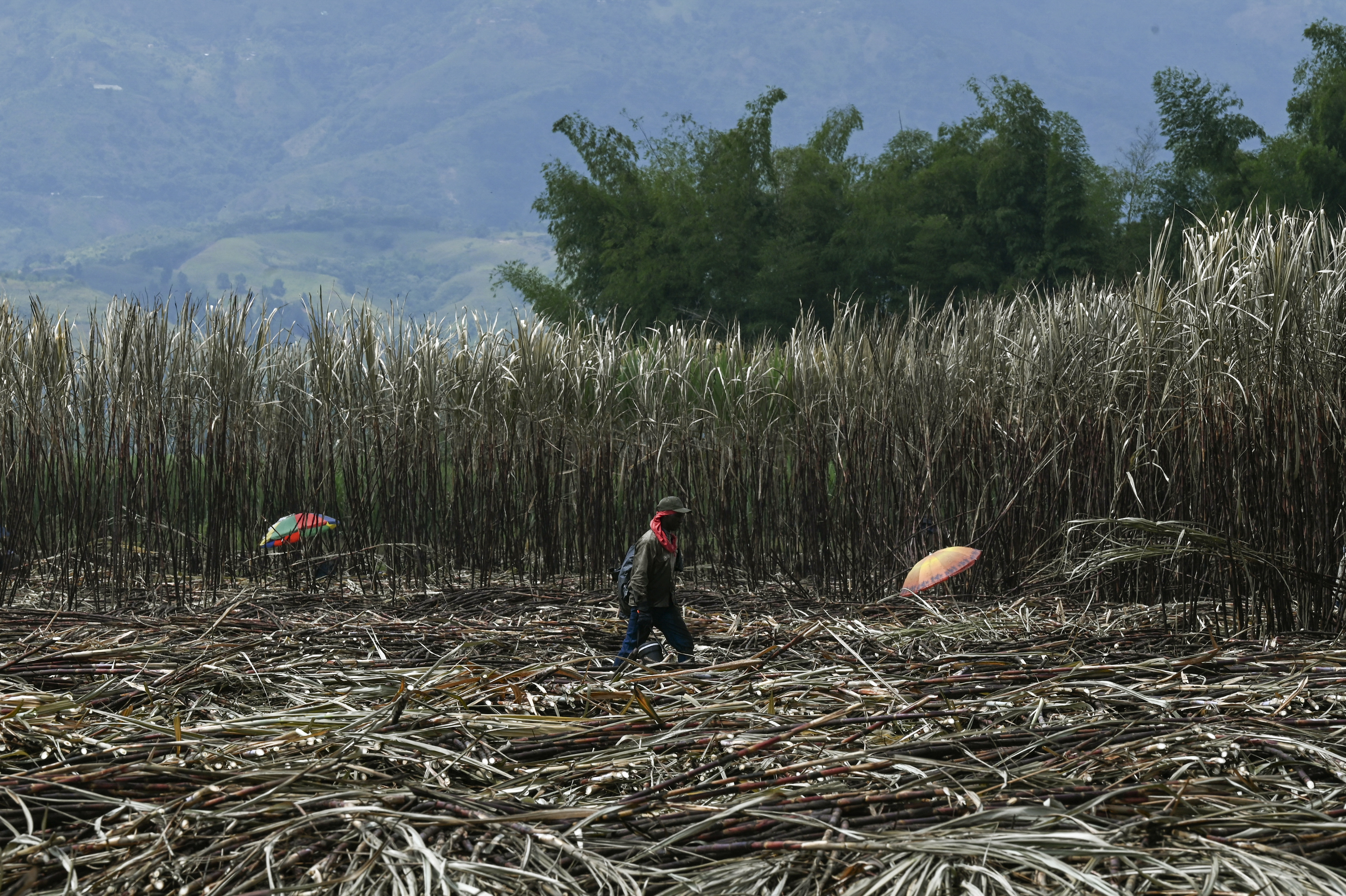 ¿Las tierras en Colombia están en disputa?