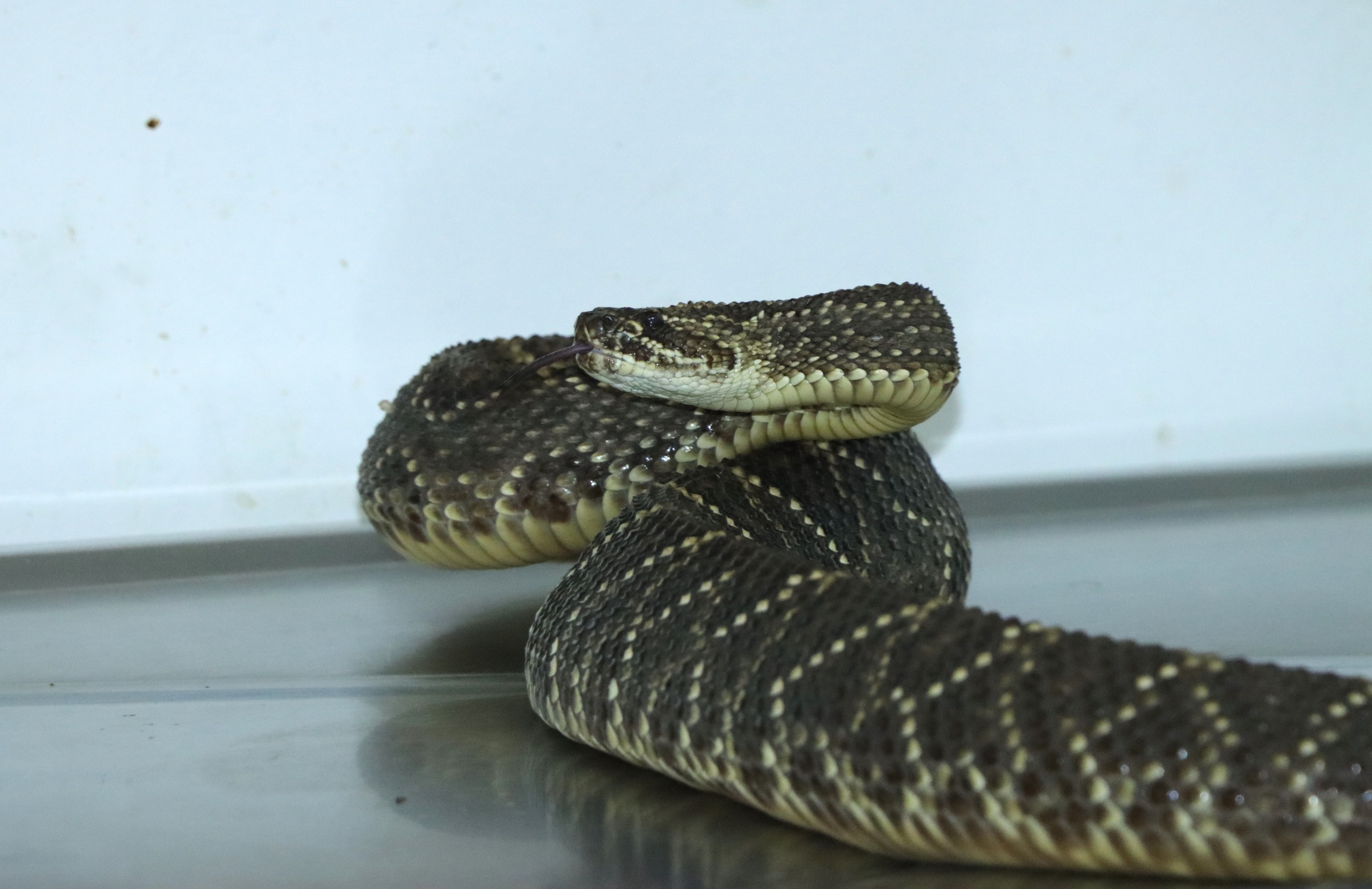 Serpiente cascabel era transportada en una caja con pan: la incautaron en Neiva