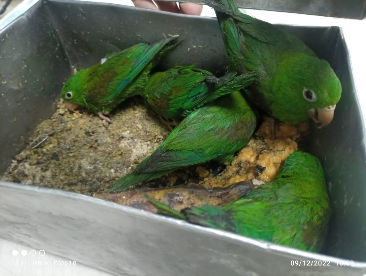 Recuperan aves silvestres y reptiles que iban a ser vendidos en plaza de mercado