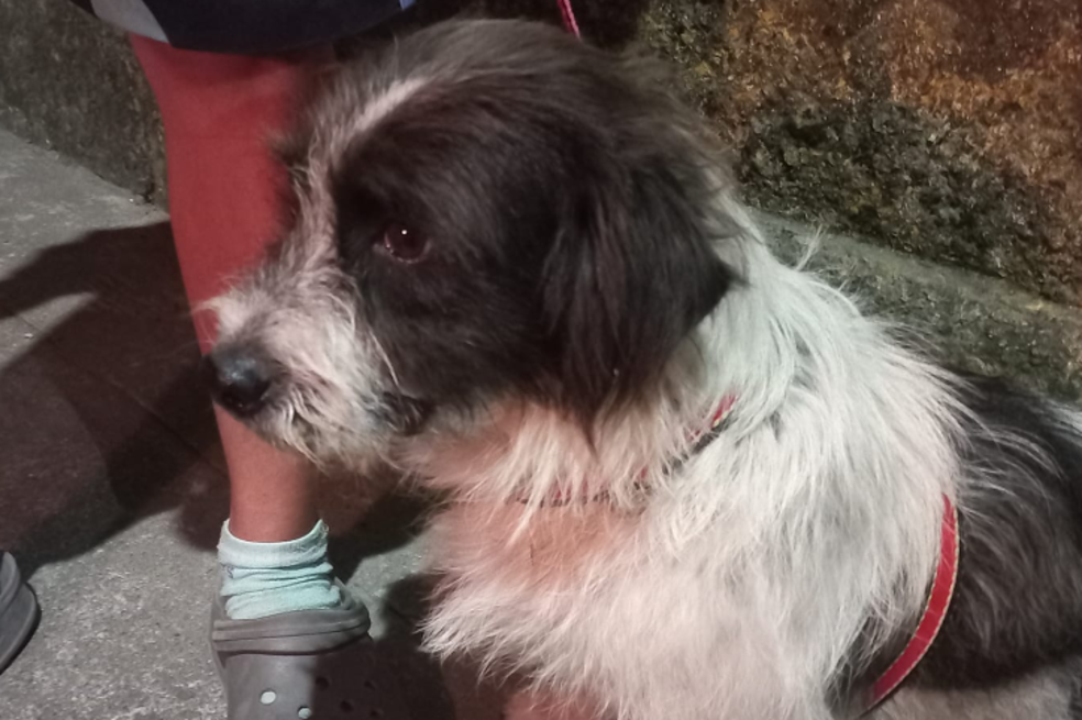 Perro amenazado