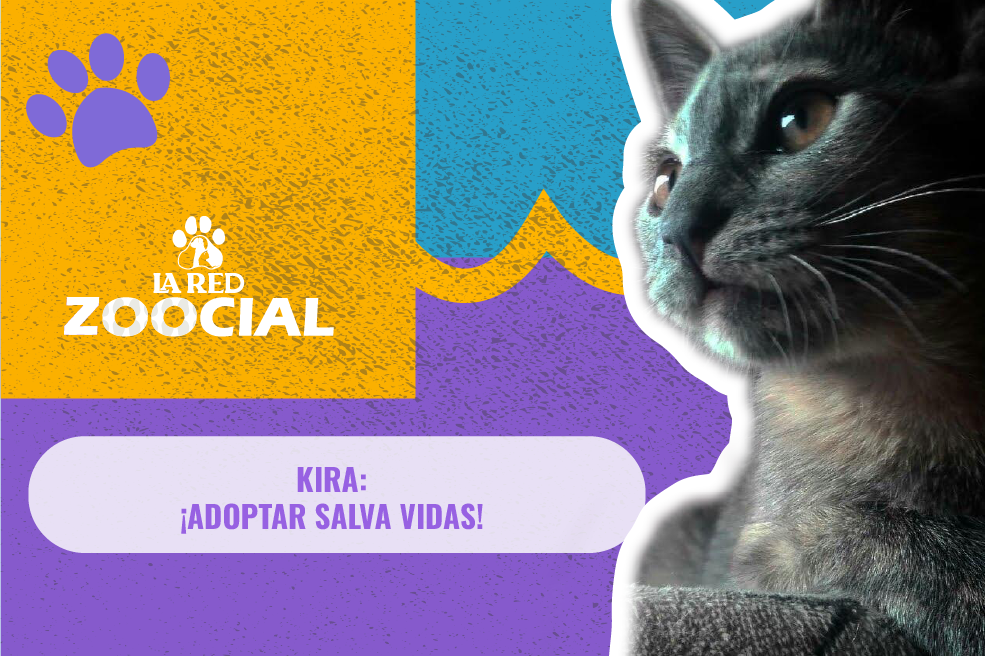 ¿Por qué debemos adoptar un gato?