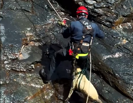 Bomberos descendieron en rappel para rescatar a una perrita atrapada en una montaña