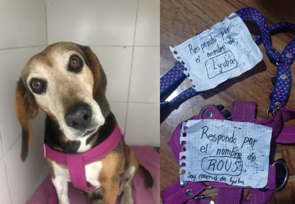 TEPA, la fundación que lucha por los perros mayores que son abandonados (video)