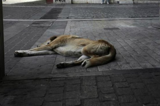 Congreso aprueba histórico proyecto que castiga con cárcel maltrato animal