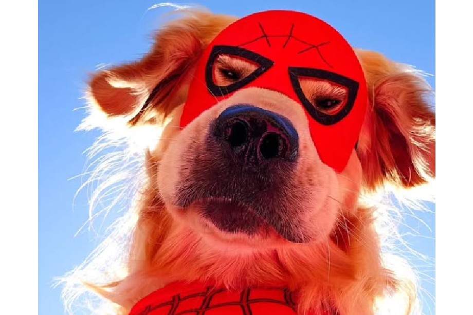 Conozca a Spider-Dog, el golden retriever que se volvió viral tras el estreno de Marvel