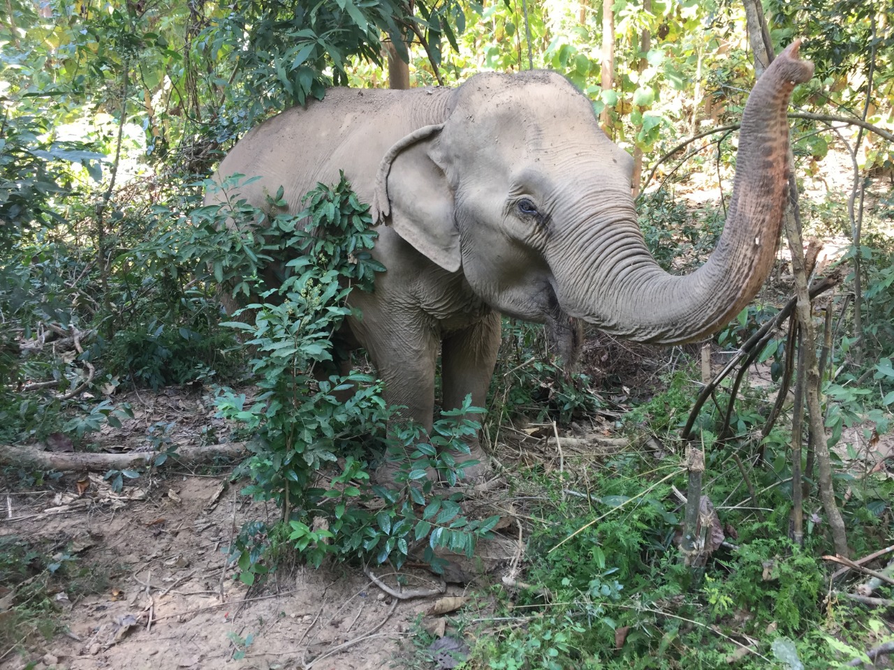 Día mundial del elefante