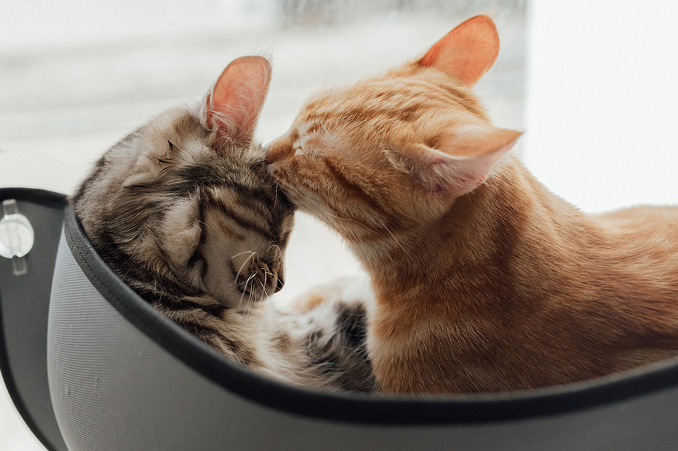 Algunas pistas para entender los inicios de la domesticación de los gatos