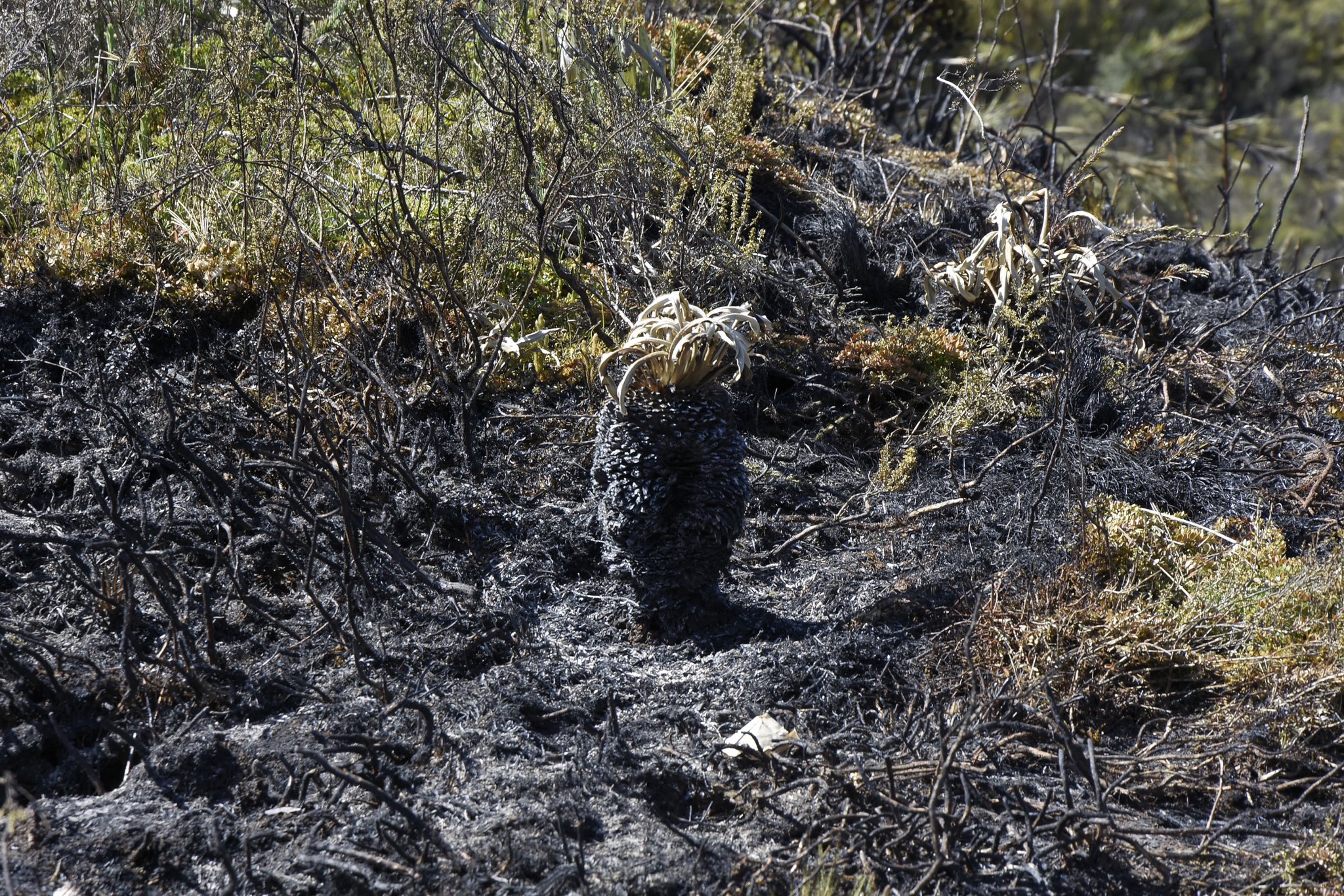 En fotos: así quedó el Parque Natural Chingaza luego de los incendios registrados