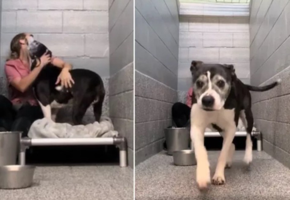 “Los pasamos por alto”: la historia de una perrita que no es adoptada por su edad (video) | EL ESPECTADOR