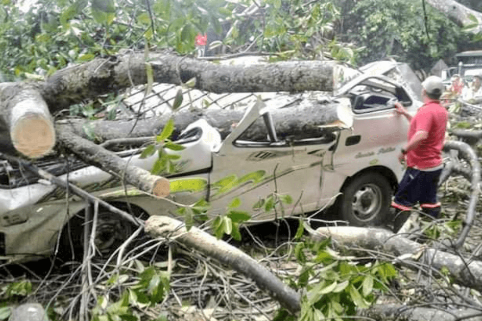 Cinco muertos y cuatro heridos tras caída de árbol en Norte de Santander
