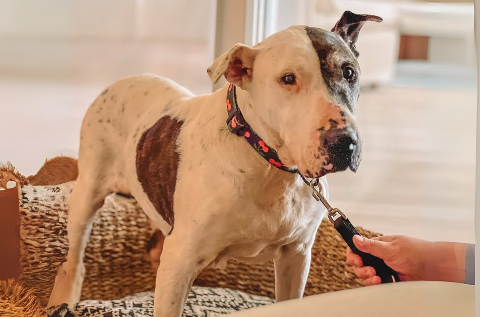 Un hotel de lujo le abrió las puertas a un perro callejero y le cambió la vida