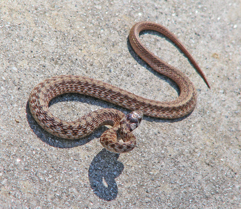 A un hombre lo mordió una serpiente y murió, pero no encontraron veneno en su sistema