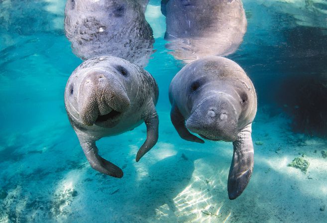 Las vacas marinas, también conocidas como manatíes, son actores protagonistas de las aguas de Florida.
