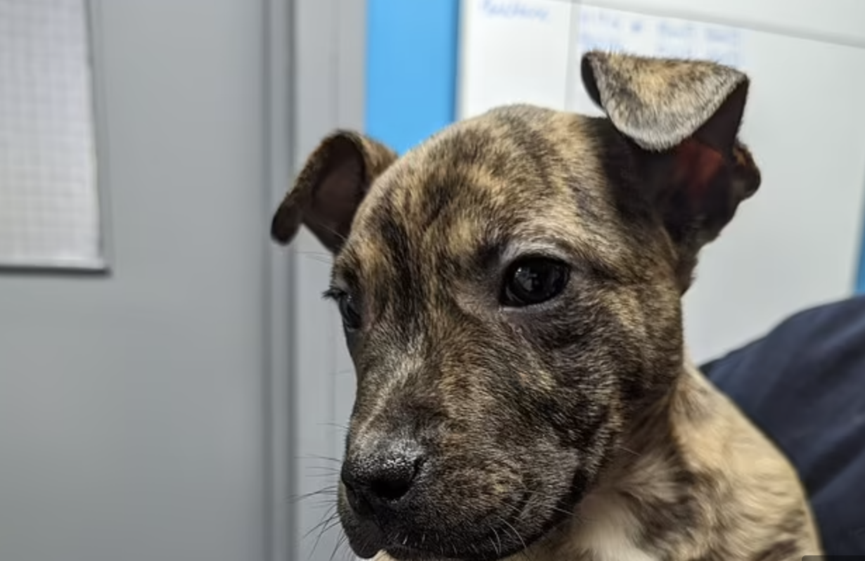 En navidad: abandonaron a un perro sin una pata y lo metieron en una bolsa