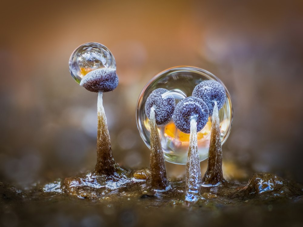 Mohos de limo y gotas de lluvia. (Finalista). "Después de la lluvia de la noche a la mañana, me encontré con una colonia de cuerpos fructíferos de moho mucilaginoso Physarum album de 2 mm de altura en una sección corta de una rama de haya, sobre la hojarasca del suelo del bosque. Tras una inspección más cercana, vi este pequeño grupo encerrado en gotas de lluvia. Colocando con cuidado la rama en una posición adecuada, teniendo cuidado de no perturbar las gotas, tomé 101 imágenes con enfoque entre corchetes para capturar la profundidad total de los sujetos. Las imágenes resultantes se apilaron utilizando el software Zerene Stacker".