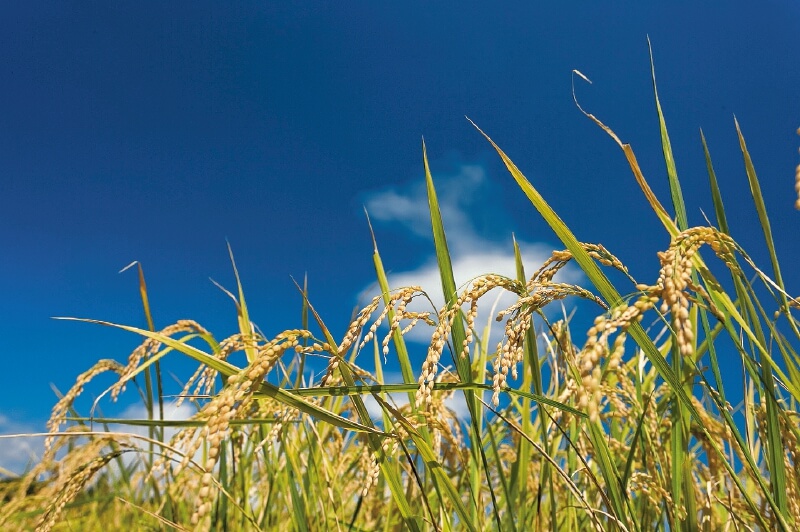 Colombia podría perder el 60 % de áreas para sembrar arroz