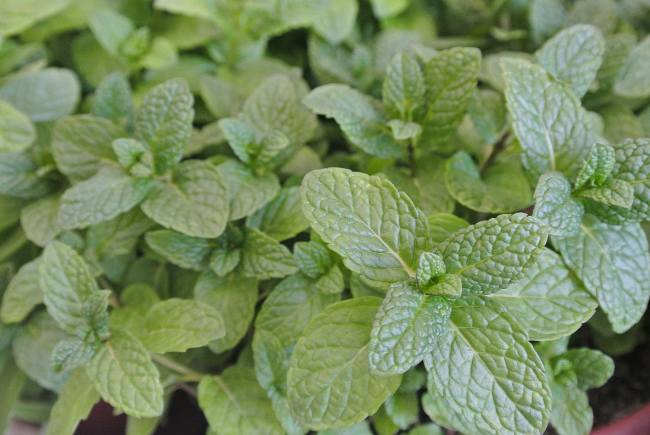 ¿Cuáles son las mejores plantas para acompañar la menta?