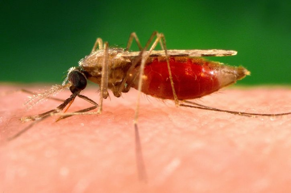 Expertos advierten que epidemia de malaria en Venezuela se extiende «rápidamente»