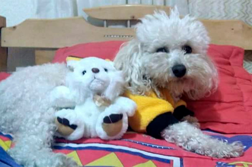 Chispita está perdida y su familia pide ayuda para encontrarla