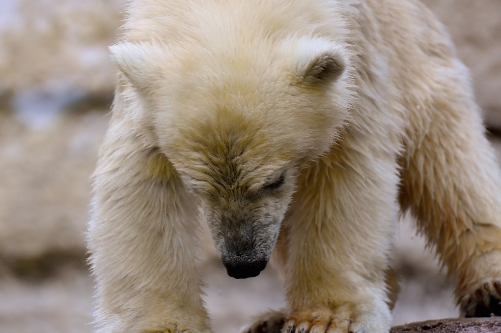 Harán documental de oso polar nacido en zoológico de Escocia