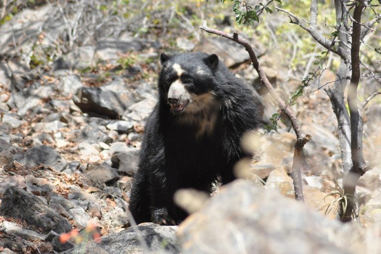 El oso andino habita en Venezuela, Colombia, Ecuador, Perú y Bolivia.Foto: SBC Perú.“Es un mamífero escaso con poblaciones de baja densidad, pero muy importante desde el punto de vista biológico y cultural en Sudamérica”, dice Robert Wallace, investigador de Wildlife Conservations Society (WCS) de Bolivia y uno de los expertos en esta especie en Latinoamérica.