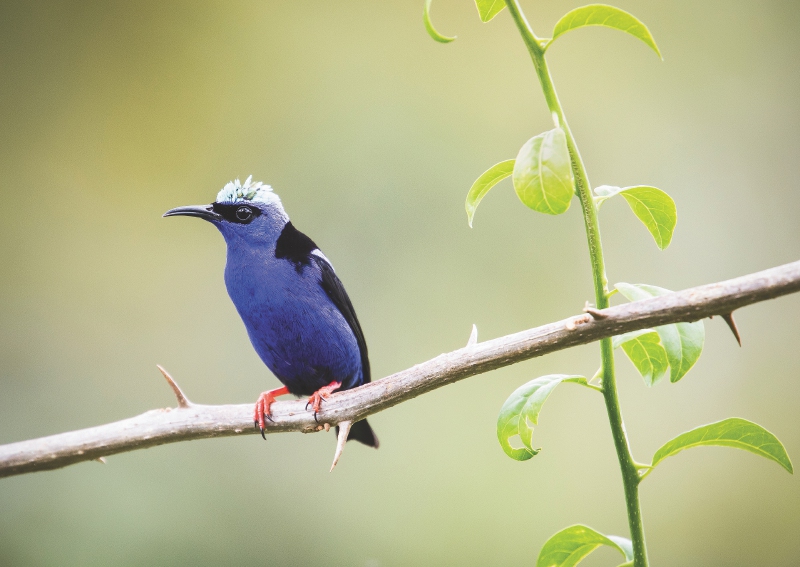 El honeycreeper de patas rojas es una de las especies que suele ser recolectada en Guyana y Surinam. / Keith Arnold - WWF US