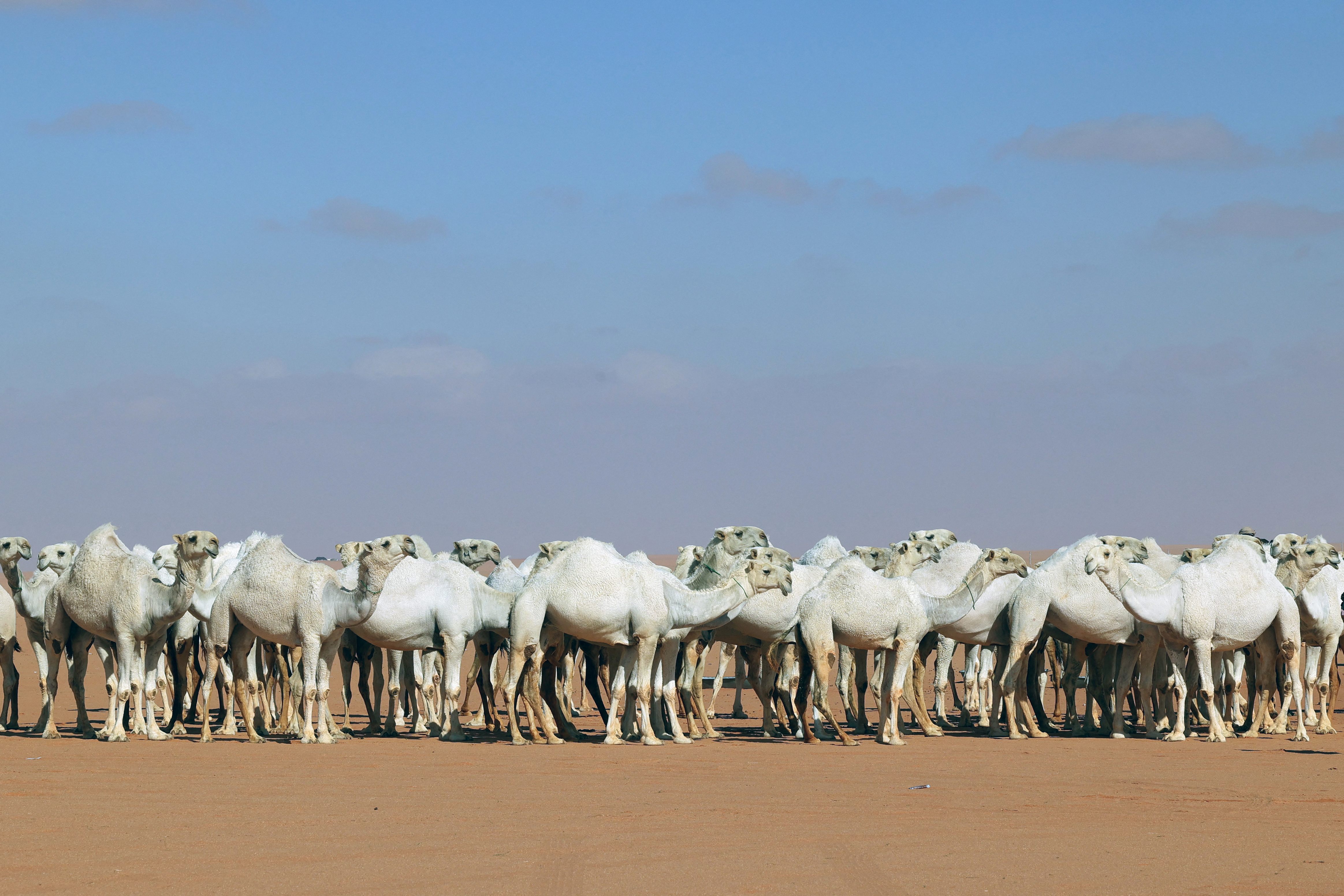 Saudi herder Mansour al-Qatula is pictured next to his animals during the annual King Abdulaziz Camel Festival in Rumah desert, northeast of the Saudi capital Riyadh, on January 10, 2023. - Qatula uses a mode of communication with camels, known as Alheda'a which was recently inscribed on UNESCO's list of intangible cultural heritage, highlighting the deep traditional connection between camels and inhabitants of the Arabian Peninsula. (Photo by Fayez Nureldine / AFP)