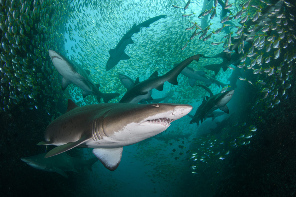 Una agrupación de tiburones nodriza grises, en peligro crítico de extinción, en la isla de Fish Rock, Nueva Gales del Sur (Australia). "Los tiburones suelen estar dispersos por la isla", explica el fotógrafo Nicolas Remy, "pero ese día de verano, la temperatura del agua había bajado de 25 a 17 grados centígrados debido a la corriente ascendente, lo que hizo que los tiburones se reunieran en las aguas poco profundas en busca de calor adicional".