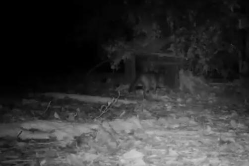 Video: zorro perro fue avistado en un parque acuático de Medellín
