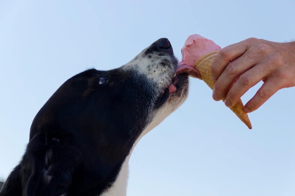 Receta casera de helado para su perro