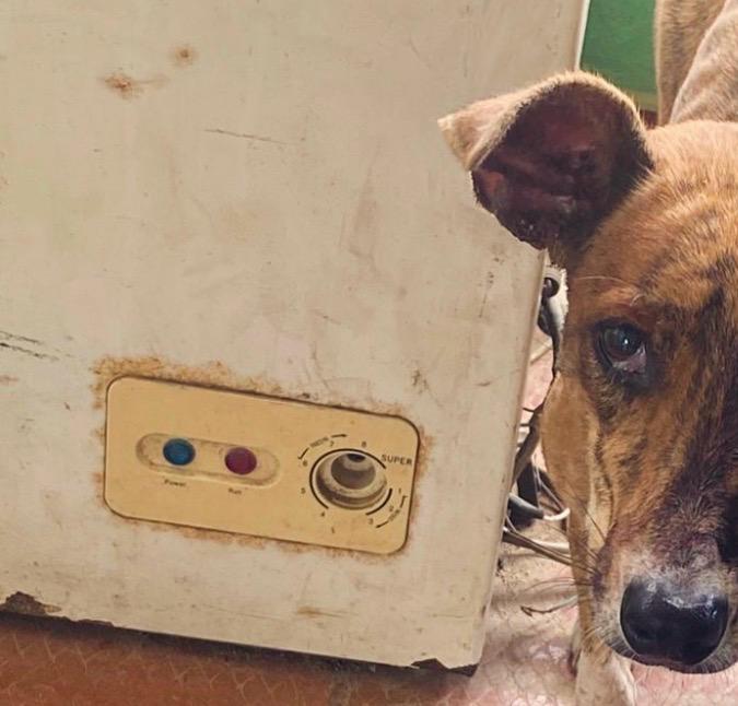 Piden ayuda para salvar a Mila, perrita a la que le arrebataron un ojo por pedir comida