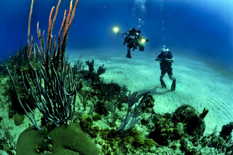 Se buscan expertos para la conservación de corales en Latinoamérica