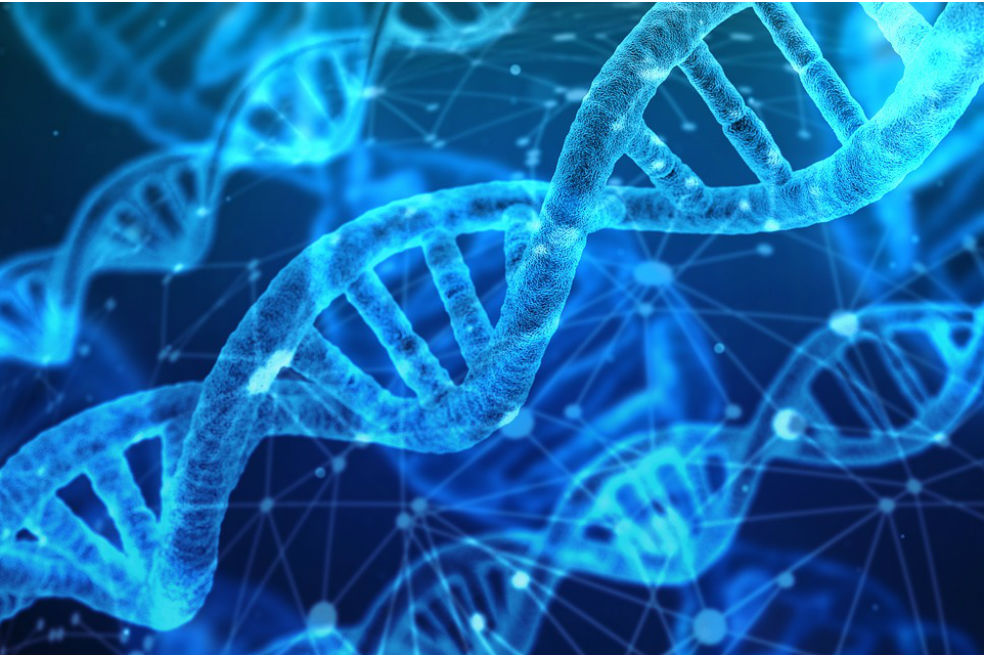 Imagen de referencia. A través de la técnica CRISPR-Cas9, los científicos lograron hallar una región puntual en el ADN y modificar parte de la información genética.