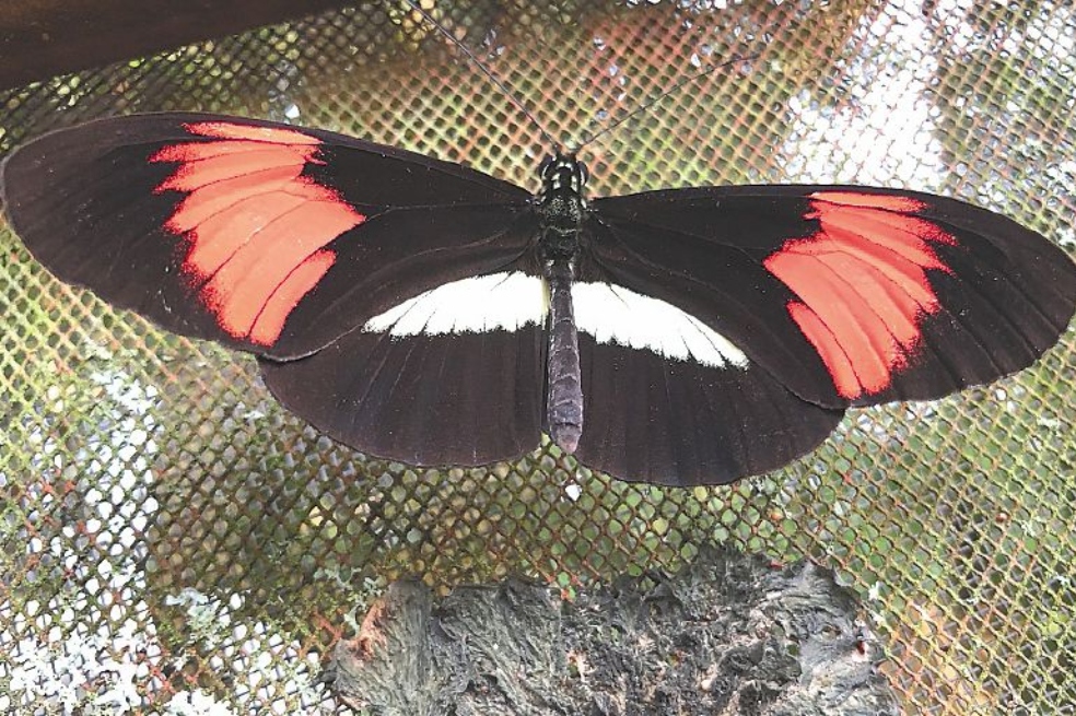 Heliconius timareta criada en mariposario, cuyo origen corresponde a mariposas silvestres encontradas en el 2014 en Mocoa, Putumayo.