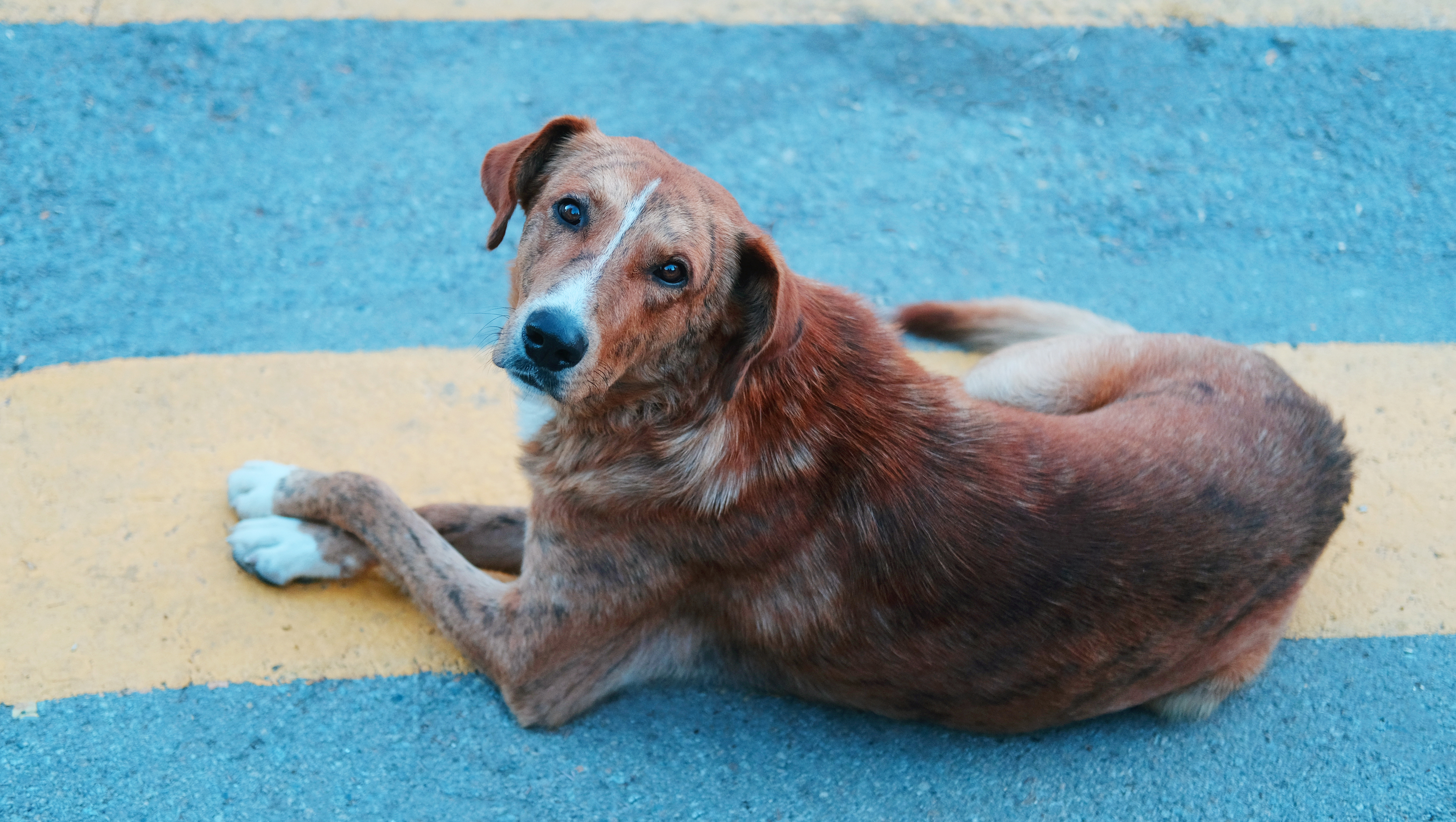 Perros criollos tendrán su propio concurso de belleza en Medellín