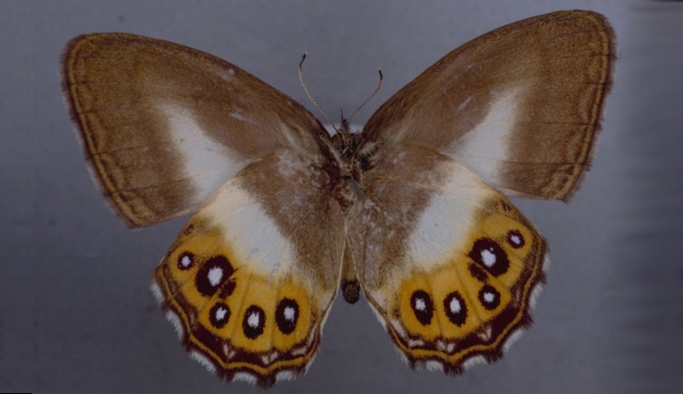 Nombran a un nuevo grupo de mariposas como Sauron, del Señor de los Anillos