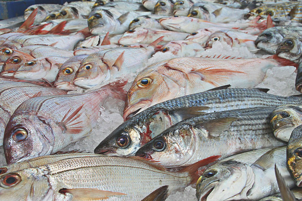 Decomisan casi media tonelada de pescado y sus derivados en Bogotá